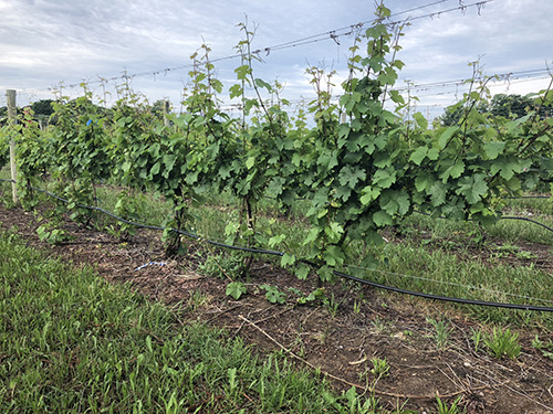 Fig 11_June 19 2018_1 (1-3 ft shoot growth)